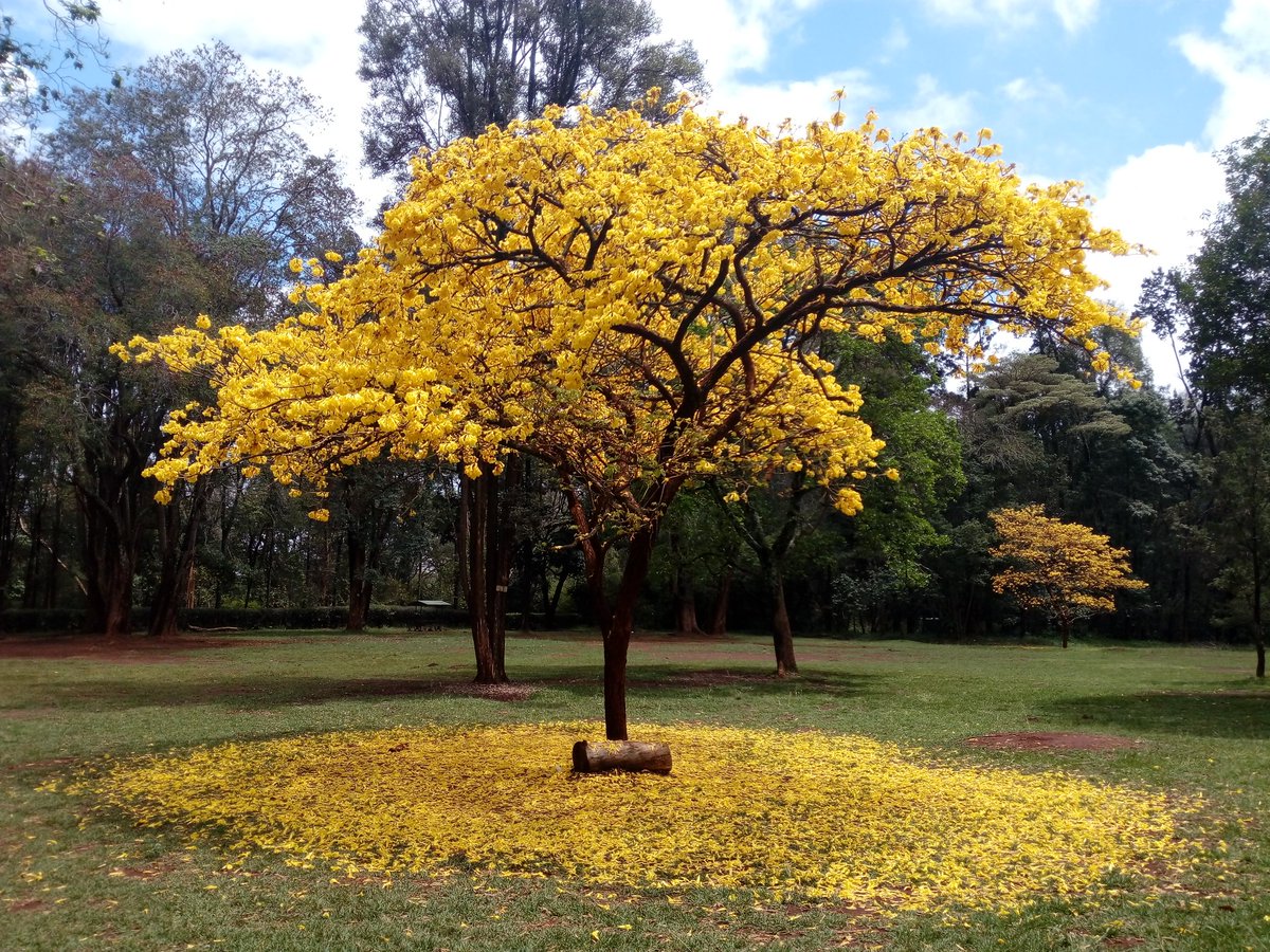 places to visit in nairobi - nairobi-arboretum