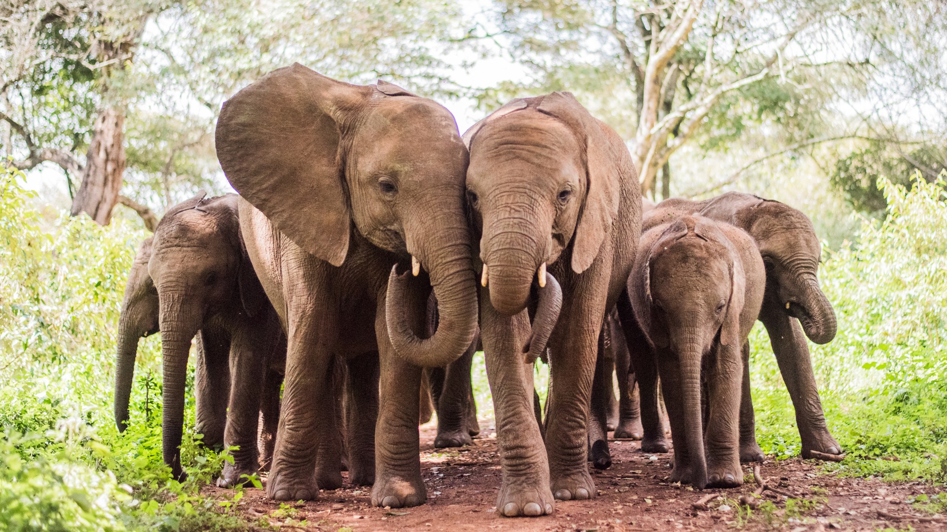 David Sheldrick Wildlife Trust 